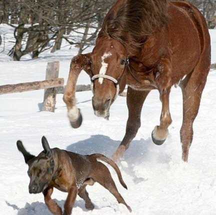il fait moins le malin la le chien !!!